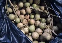 Manfaat Buah Lengkeng untuk Ibu Hamil