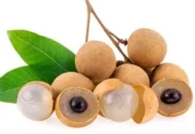 Manfaat Buah Lengkeng untuk Kesehatan Tubuh