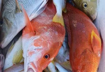 Melimpahnya Hasil  Laut Natuna
