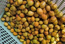 Musim Buah Matoa Tiba, Pedagang Musiman di Ranai Raup Cuan Melimpah