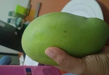 Mangga Mengkal Jadi Primadona Pencinta Rujak