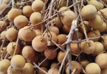 Manfaat Buah Lengkeng untuk Kesehatan Tubuh