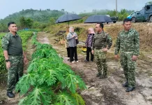 Pangkogabwilhan I dan Ibu Ketua IKKT Tanam Semangat Ketahanan Pangan di Natuna