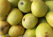 Mangga, Ini Manfaatnya Bagi Tubuh