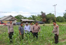 Panen Jagung Dukung Ketahanan Pangan