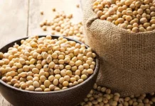 Kedelai Kaya Protein Nabati, Tempe Dinilai Paling Sehat