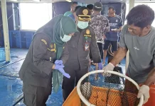Ekspor Ikan Hidup Natuna Tembus Rp1,2 Miliar, Karantina Pastikan Bebas Penyakit