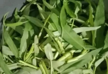 Kangkung,  Benarkah Bisa Bikin Ngantuk?