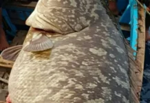Potensi Ikan di Laut Natuna