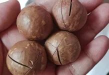 Asal Usul Kacang Macadamia
