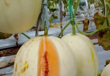 Petani Harapan Jaya Kembangkan Melon Kirani Premium