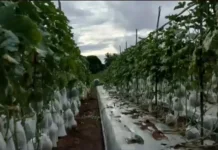 Bibit Premium Jadi Kunci Budidaya Melon Kirani di Harapan Jaya