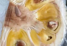 Nangka dan Efek Sampingnya Bagi Kesehatan