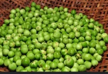 Fakta Menarik tentang Buah Rimbang