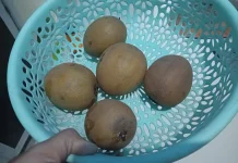 Manfaat Buah Sawo untuk Kesehatan Wanita