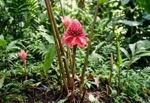 Kecombrang, Bunga Aromatik dengan Segudang Khasiat