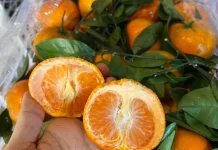 Jeruk Mandarin Jadi Pilihan Tepat untuk Jaga Kesehatan Tubuh