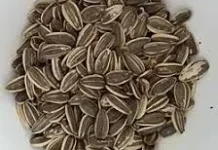 Kandungan Nutrisi dan Manfaat Kuaci bagi Kesehatan