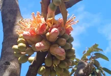 Prospek Durian Unggul di Natuna