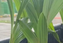 Kelapa,  Tanaman Rakyat Natuna Penghasil Cuan