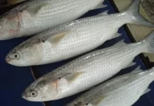 Cara Membedakan Ikan Segar agar Aman Dikonsumsi