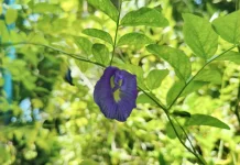 Bunga Telang, Si Biru Cantik yang Banyak Khasiatnya