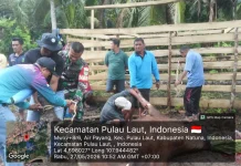 Koramil Pulau Laut Potong Sapi Qurban Presiden