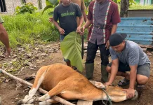 Hangatkan Idul Adha 1447 H,  KPP SAR Natuna Qurban 2 Sapi