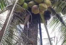 Kelapa Kampung Tanaman Turun Temurun di Natuna