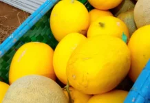 Petani Melon Harapan Jaya Terima Pesanan MBG