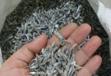 Warga Cemaga Natuna Andalkan Hasil Ikan Teri untuk Penuhi Kebutuhan Hidup