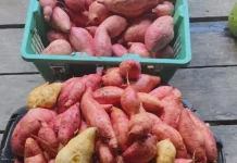 Ketela Rambat Celah Kumpul Receh