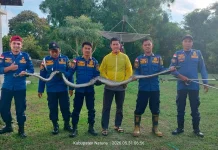 Damkar Natuna Evakuasi Ular Piton di Permukiman Warga Ranai Kota