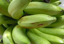 Manfaat Pisang Hijau Bagi Tubuh