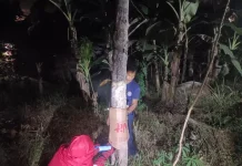 Damkar Natuna Musnahkan Sarang Tawon di Permukiman Warga Ranai Darat