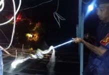 Damkar Natuna Evakuasi Ular Piton di Permukiman Warga