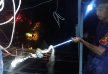Damkar Natuna Evakuasi Ular Piton di Permukiman Warga Bandarsyah