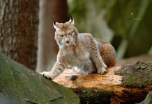 Hari Lynx Internasional Setiap 11 Juni, Simak Sejarahnya