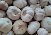 Khasiat Bawang Putih untuk Kesetahan Tubuh