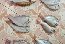 Kandungan Gizi dalam Ikan Karang dan Manfaatnya bagi Kesehatan