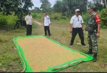 Wujudkan Swasembada Pangan, Babinsa Desa Payak Pantau Perkembangan Padi Petani