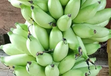 Pisang Ulin Pencuci Mulut