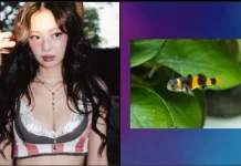 Nama Jennie Ruby Jane Diabadikan dalam Spesies Ikan Baru Bumblebee Goby