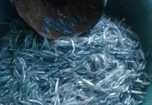 Ikan Bilis, Sumber Protein yang Murah dan Bergizi