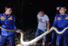 Damkar Natuna Evakuasi Ular Piton di SP 1 Harapan Jaya