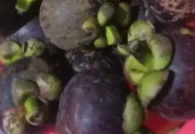 Buah Manggis Kaya Nutrisi