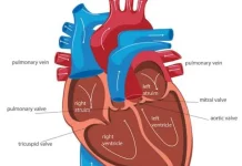 Delapan Kelainan Jantung dan Pembuluh Darah Penyebab Stroke