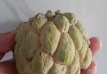 Buah Srikaya Kaya Nutrisi dan Beragam Manfaatnya