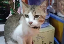 Mengenal Kucing dan Manfaat Memeliharanya untuk Kesehatan Mental