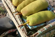 Nangkadak Mulai di Kembangkan di Natuna